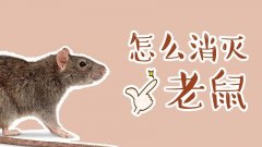家中有老鼠怎么办 如何科学灭老鼠