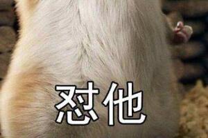 网络用语怼是什么意思，相互打骂/不服输(字面意思是怨恨)