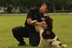 史宾格犬好养吗，史宾格犬训练方法(5招教会你如何驯服史宾格)
